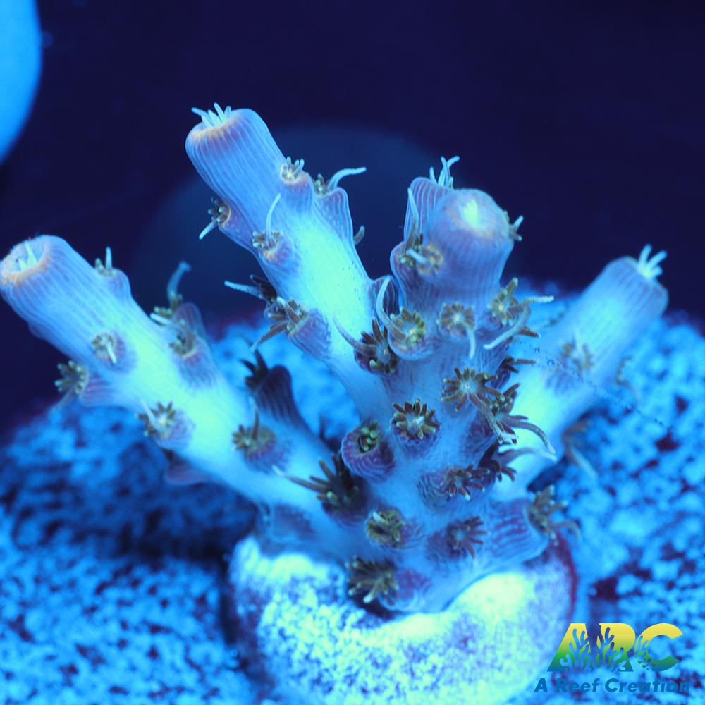 ARC Frozen Goldfinger