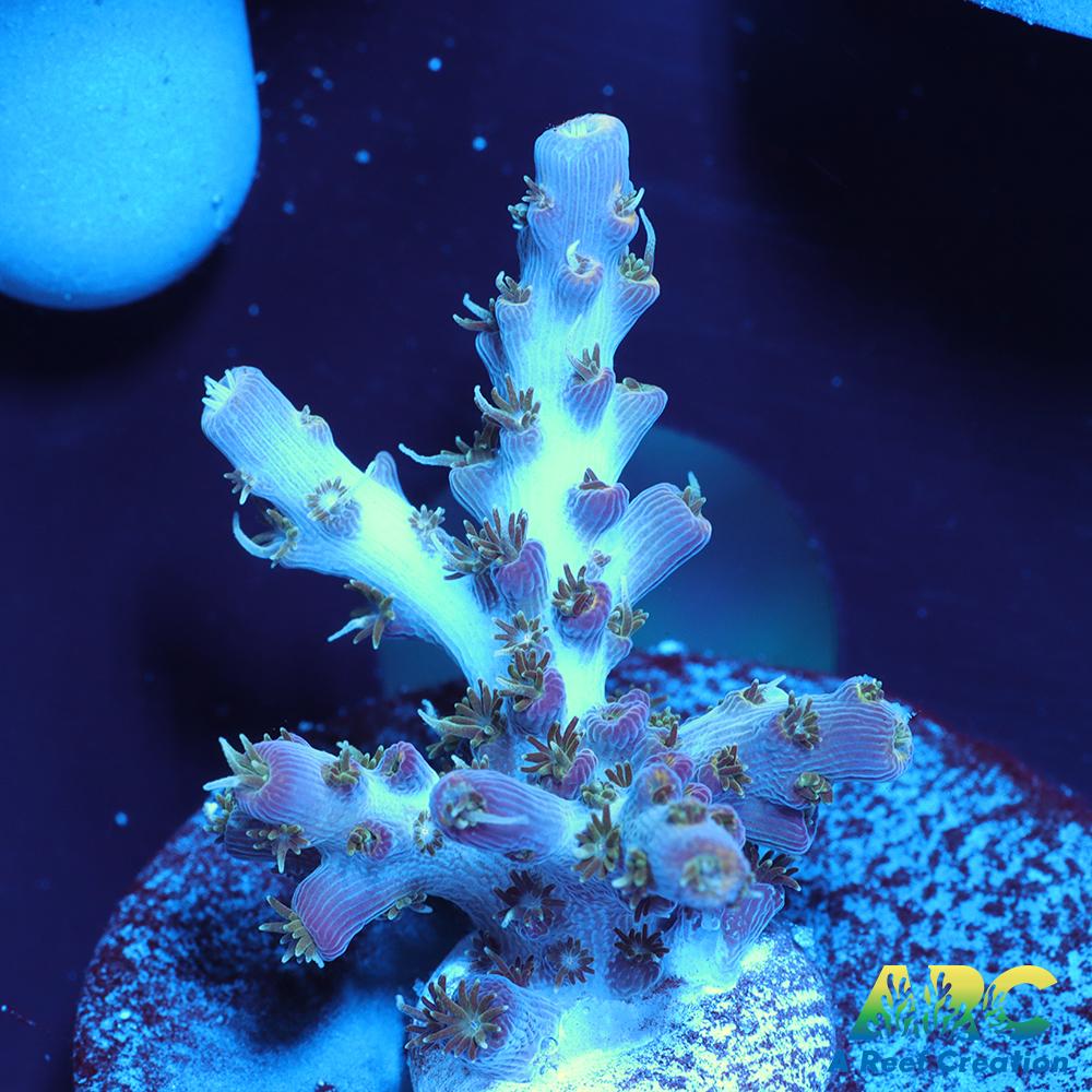 ARC Frozen Goldfinger