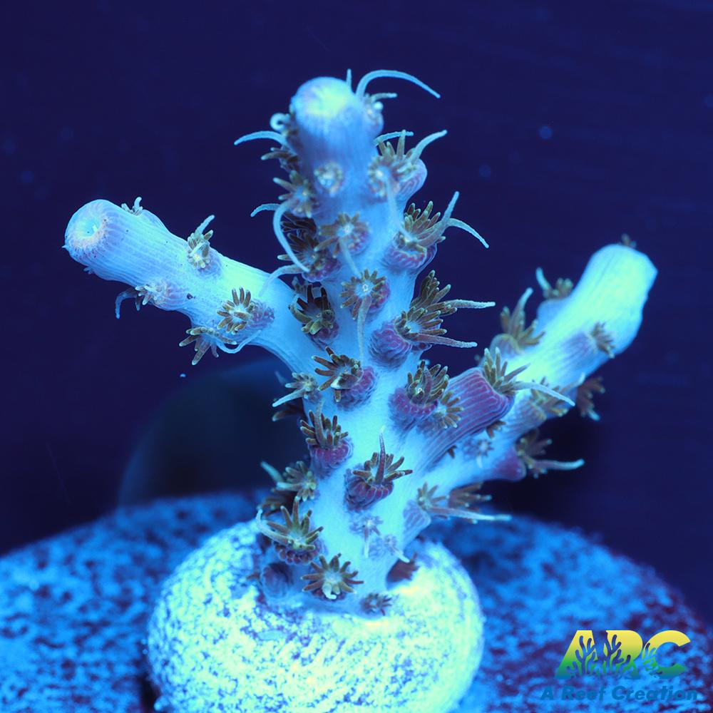 ARC Frozen Goldfinger