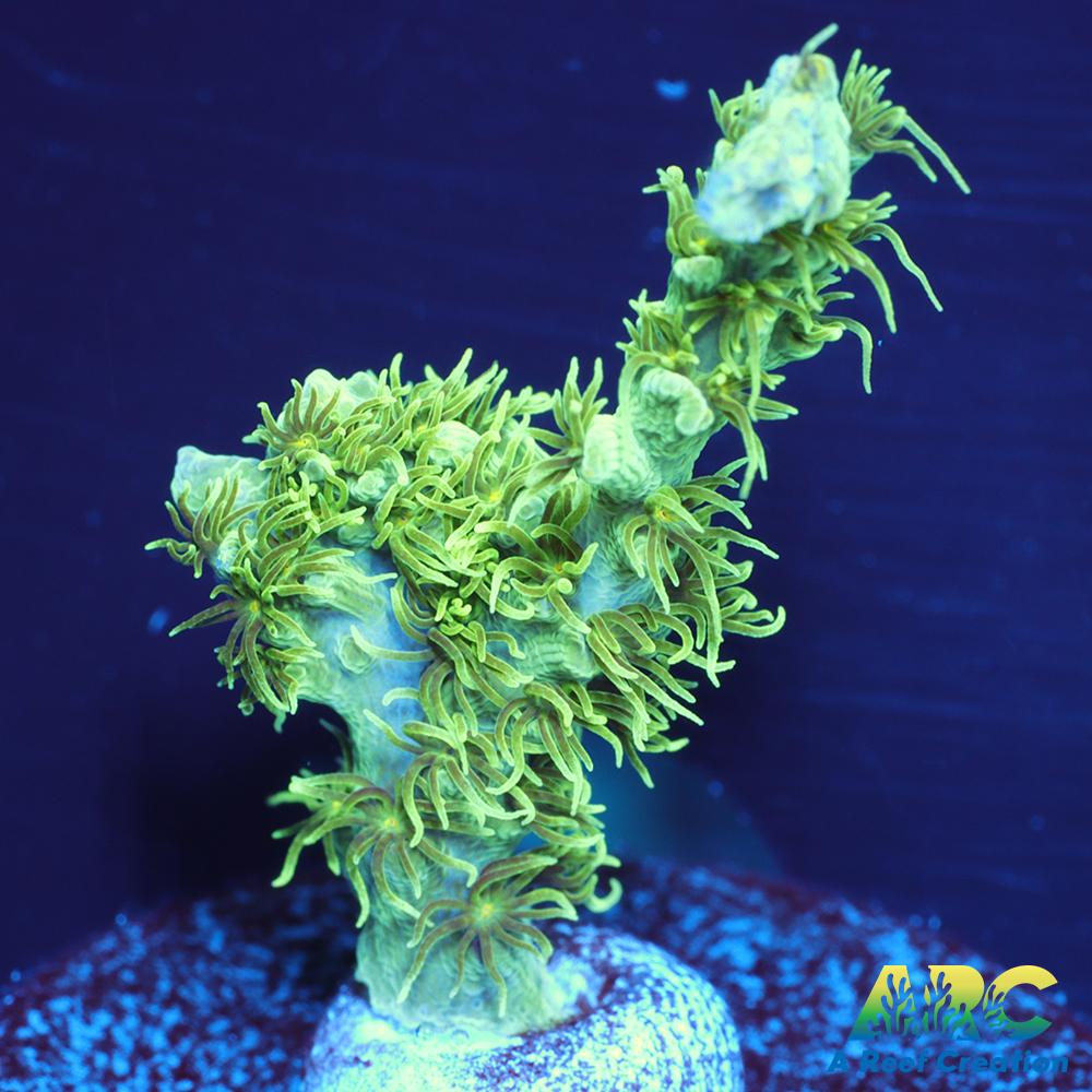 ARC Fuzzy Lime Table