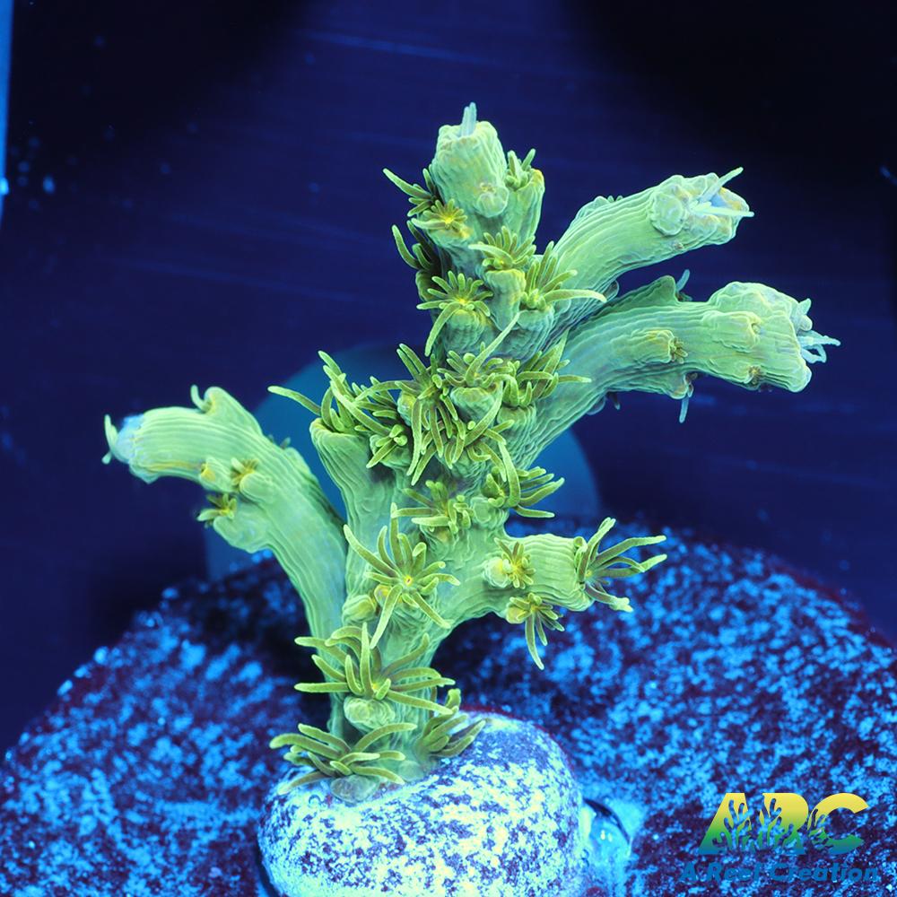 ARC Fuzzy Lime Table