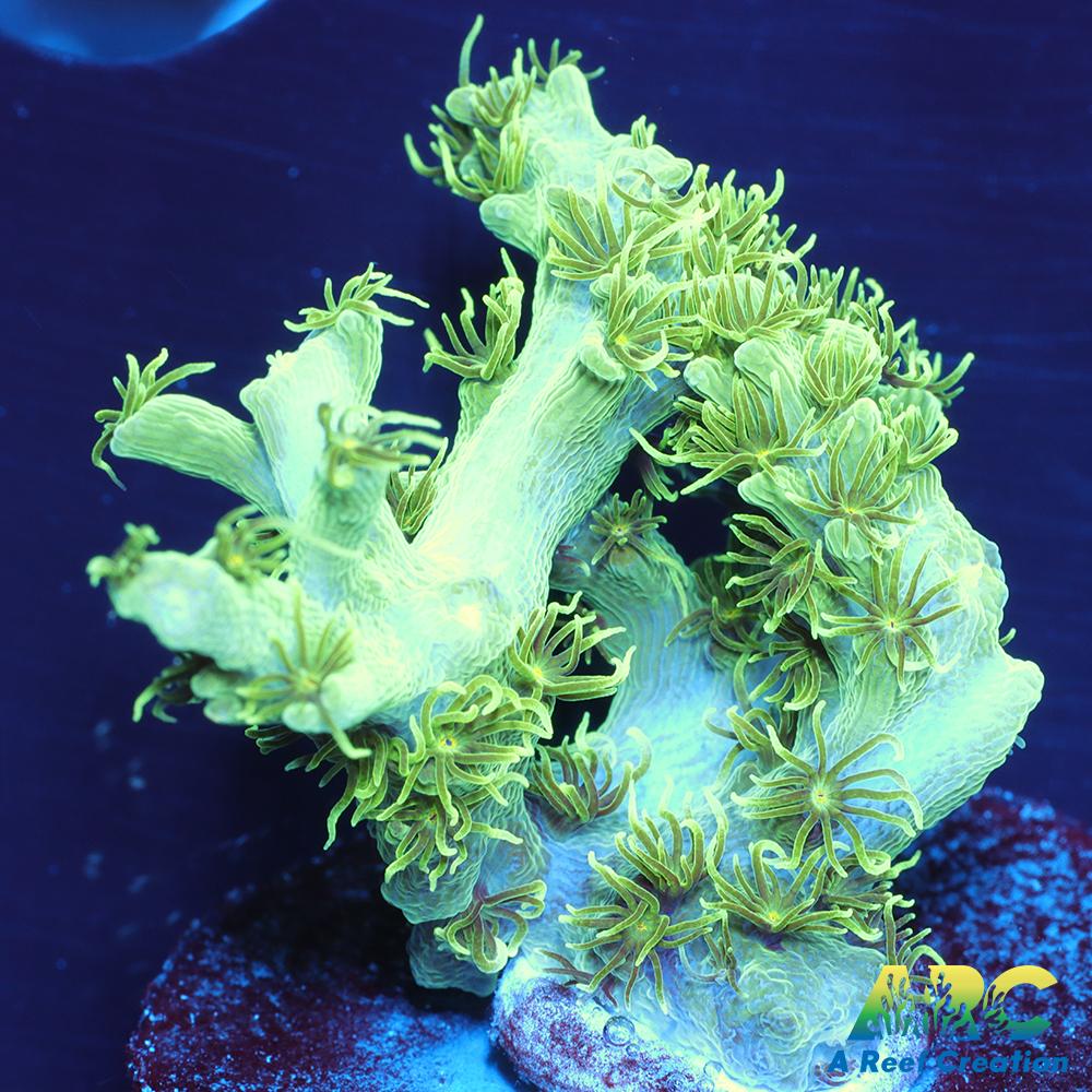 ARC Fuzzy Lime Table