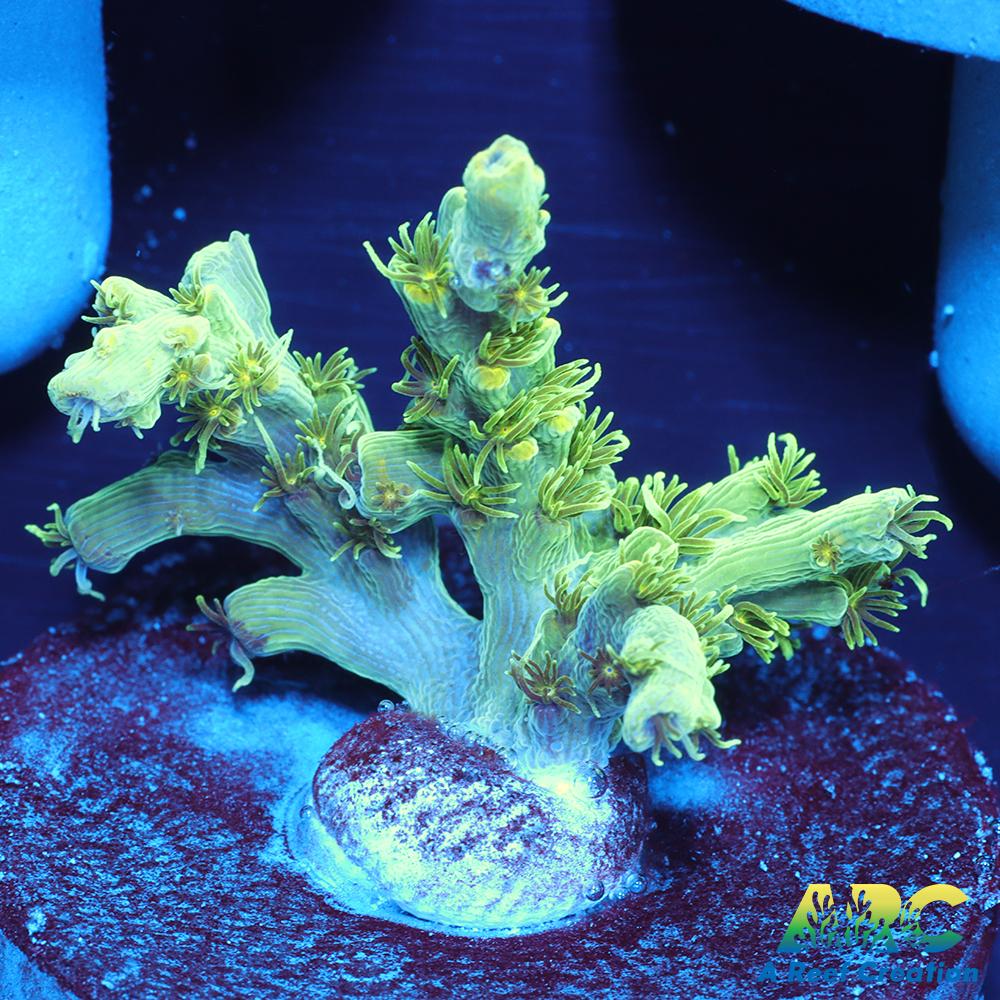 ARC Fuzzy Lime Table