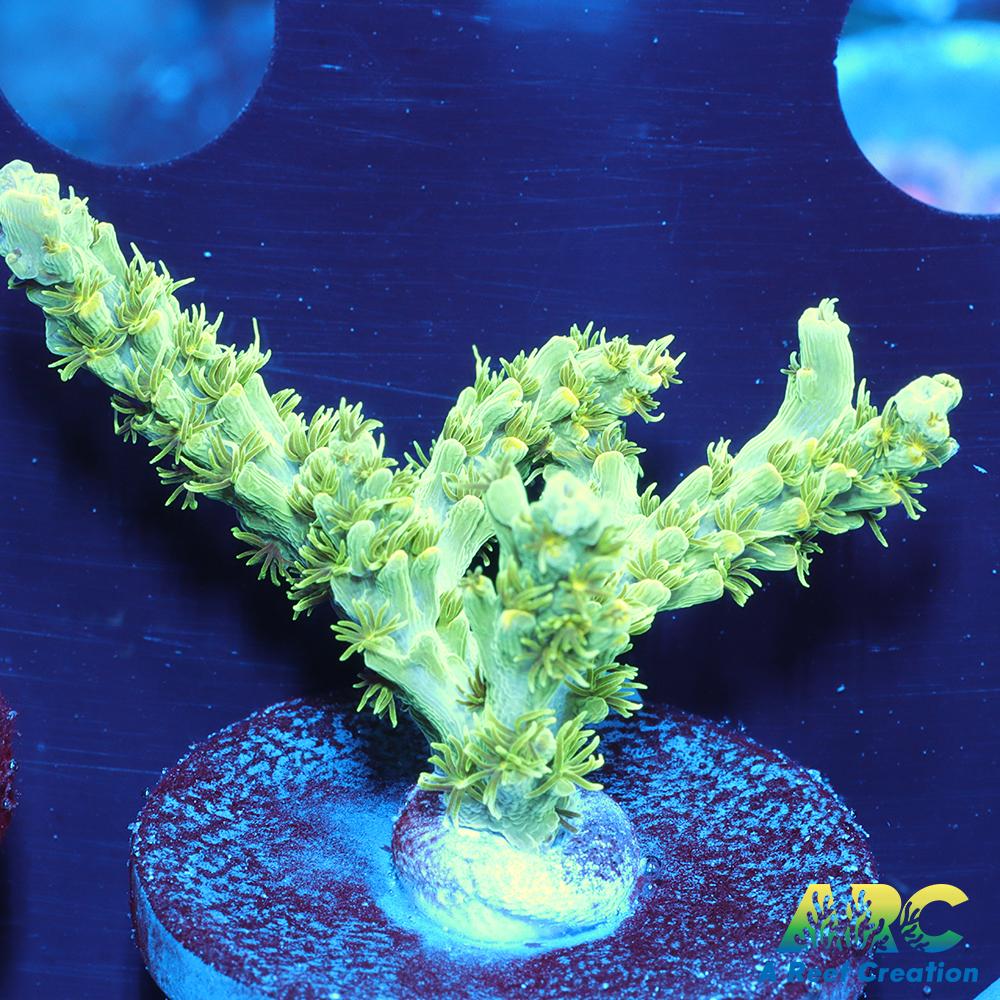 ARC Fuzzy Lime Table