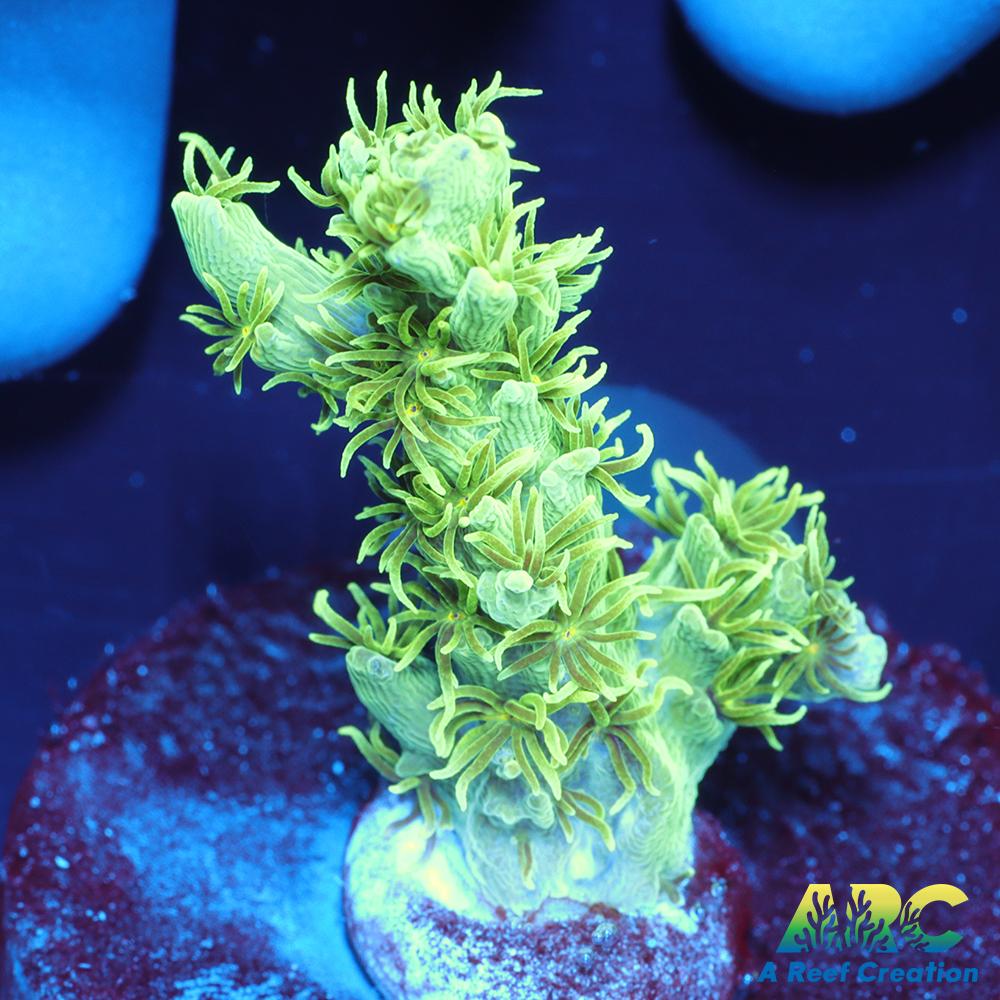 ARC Fuzzy Lime Table