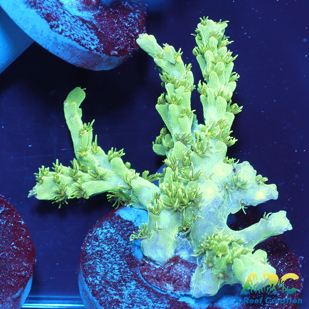 ARC Fuzzy Lime Table