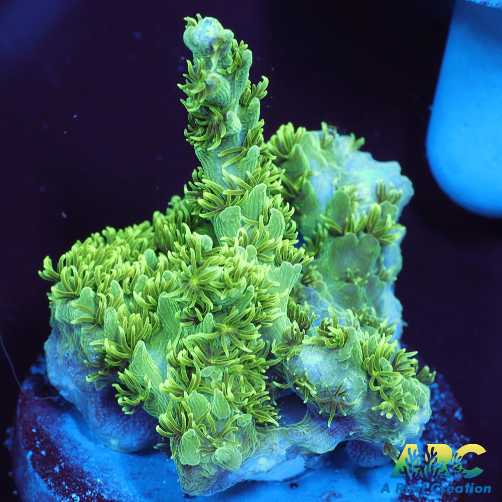 ARC Fuzzy Lime Table