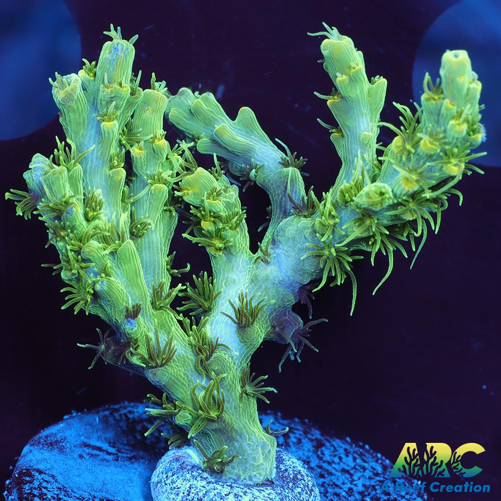 ARC Fuzzy Lime Table