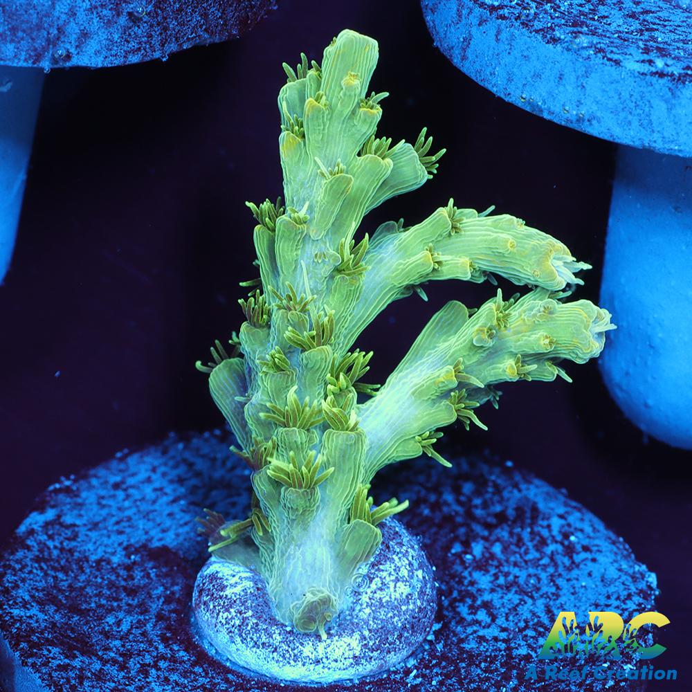 ARC Fuzzy Lime Table