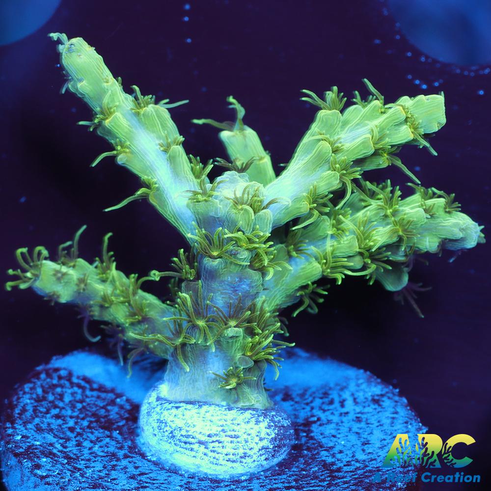 ARC Fuzzy Lime Table