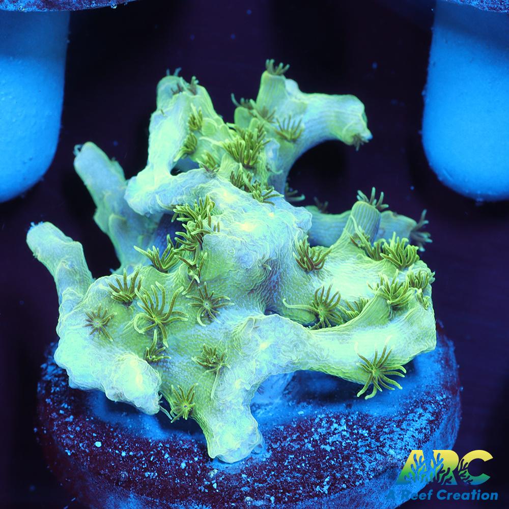 ARC Fuzzy Lime Table