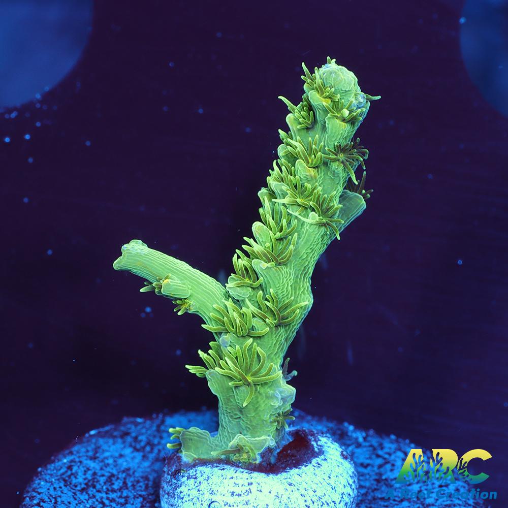 ARC Fuzzy Lime Table