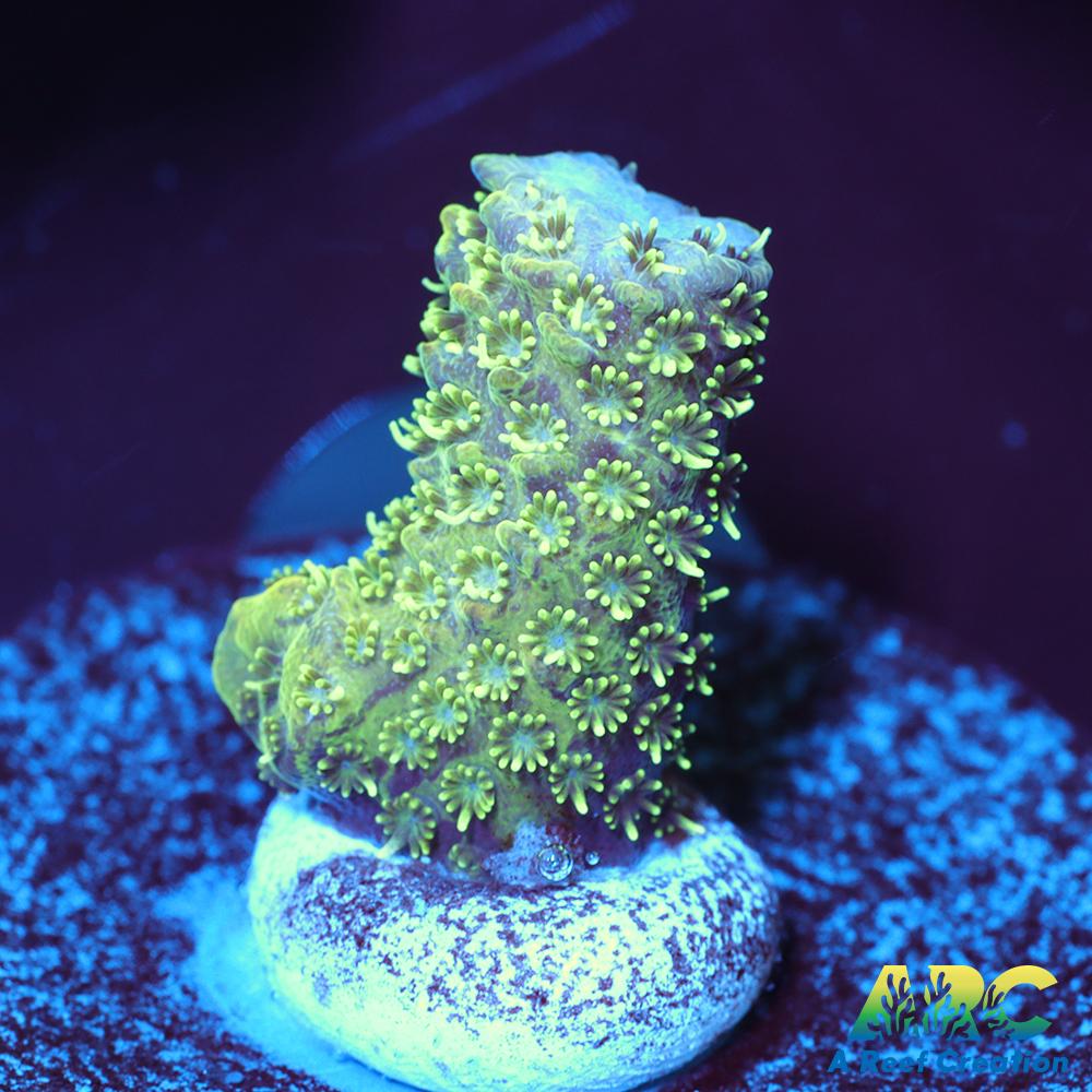 ARC Green and Peach Milli