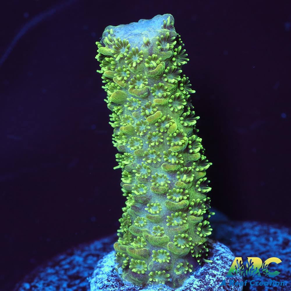 ARC Green and Peach Milli