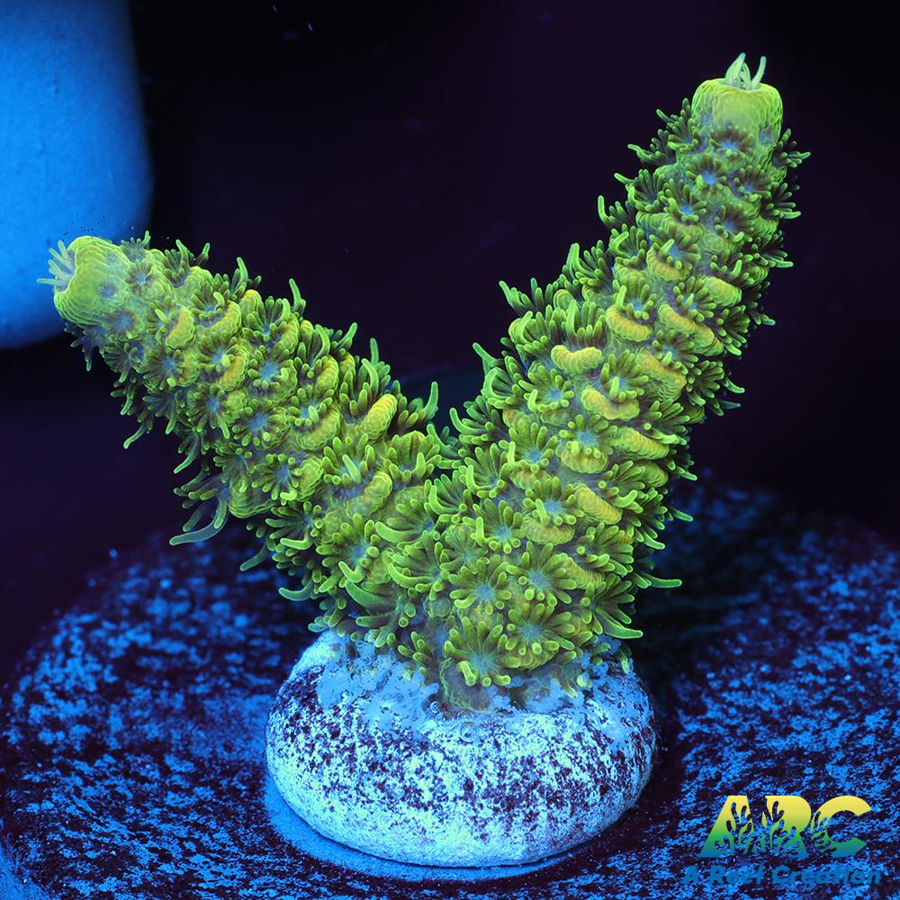 ARC Green and Peach Milli