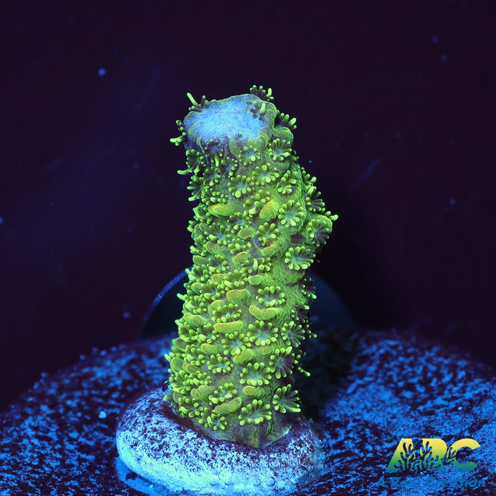 ARC Green and Peach Milli