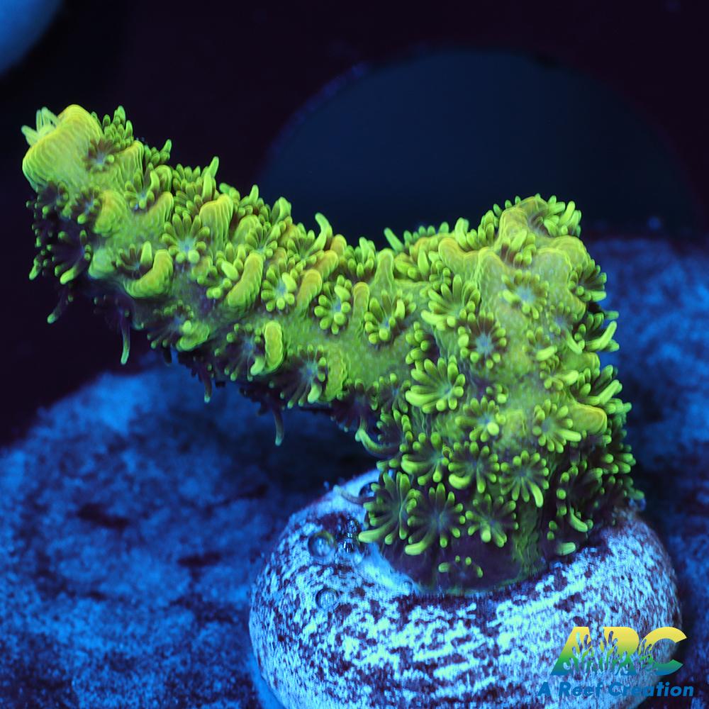 ARC Green and Peach Milli