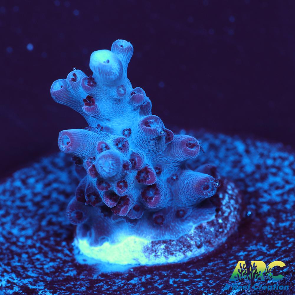 ARC Pomegranate Table