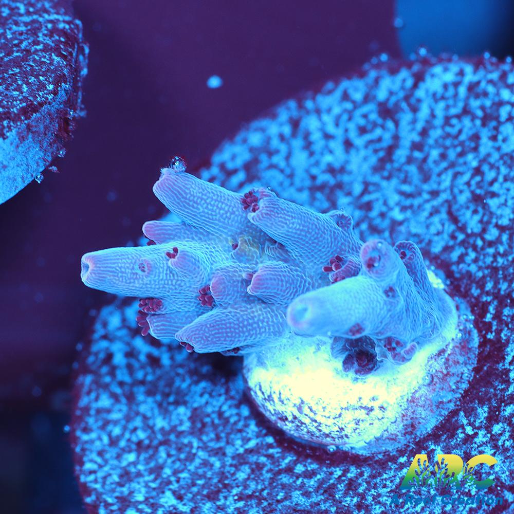 ARC Pomegranate Table