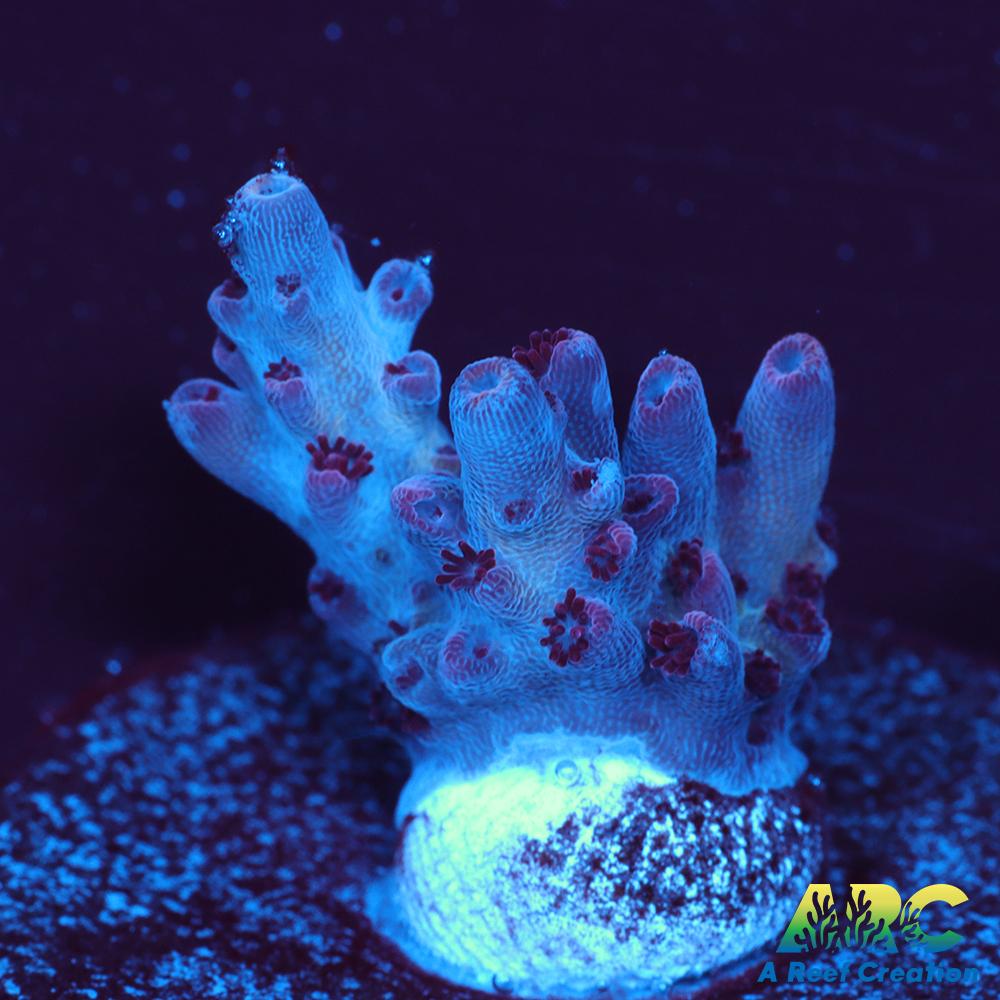 ARC Pomegranate Table