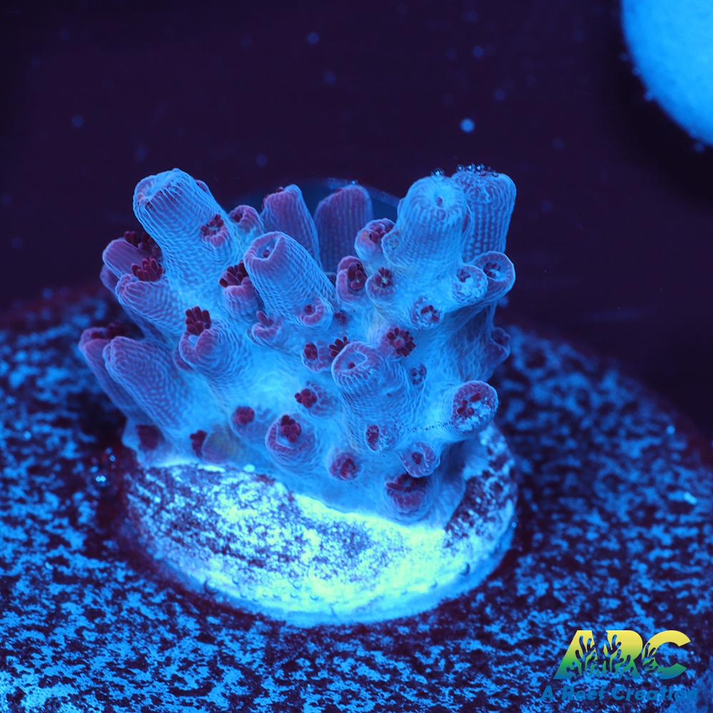 ARC Pomegranate Table