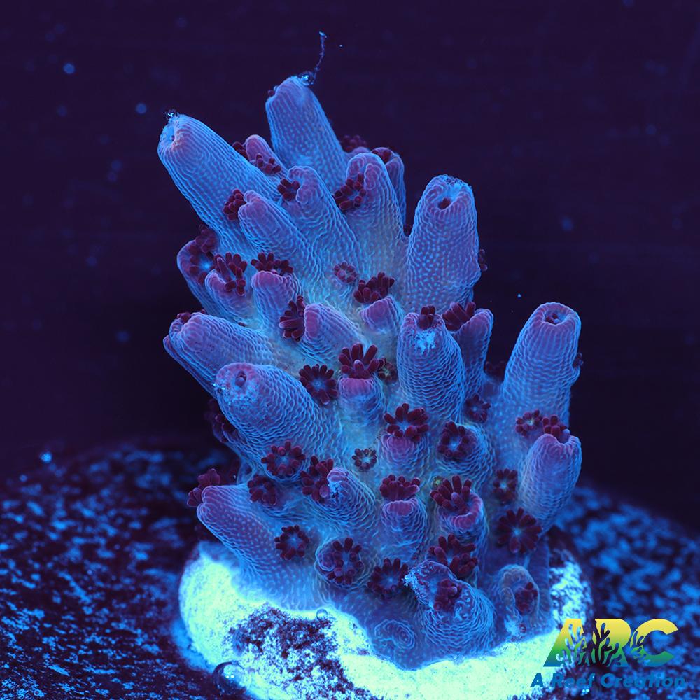 ARC Pomegranate Table