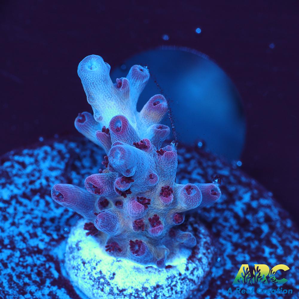 ARC Pomegranate Table