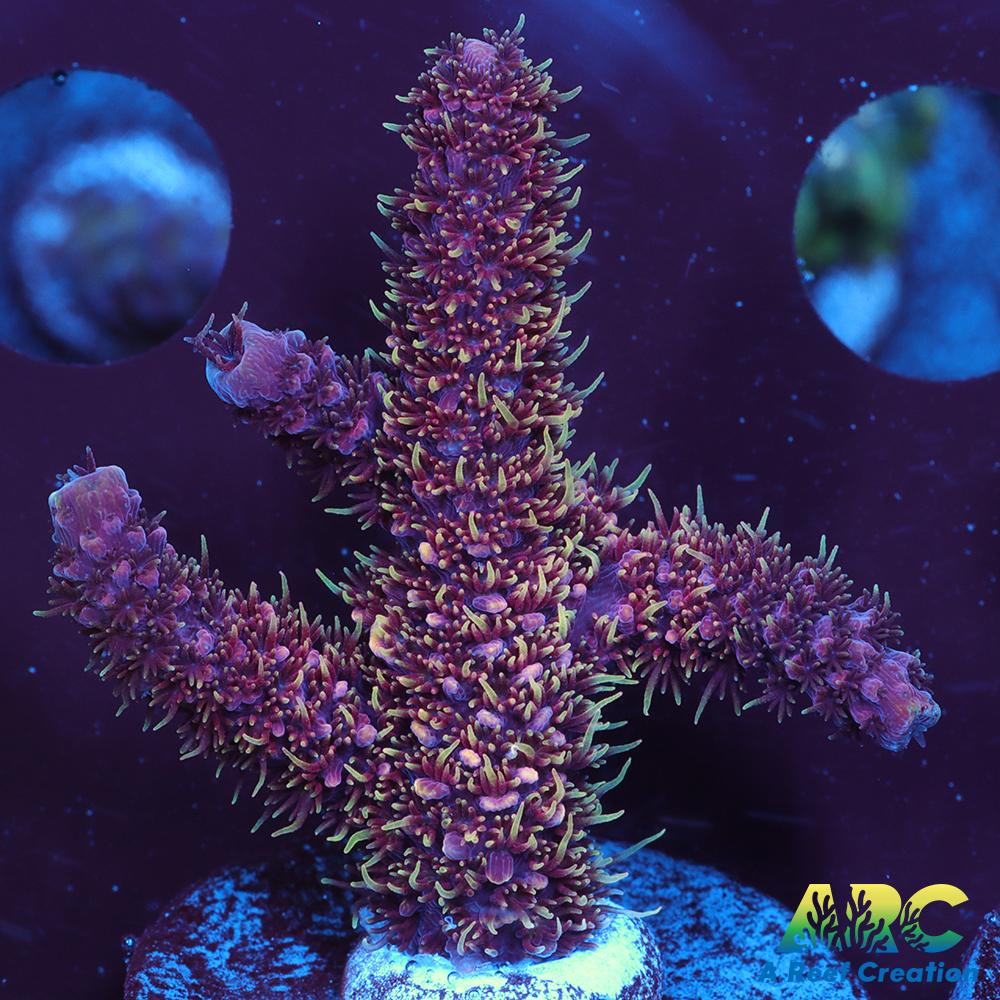 ARC Strawberry Spath