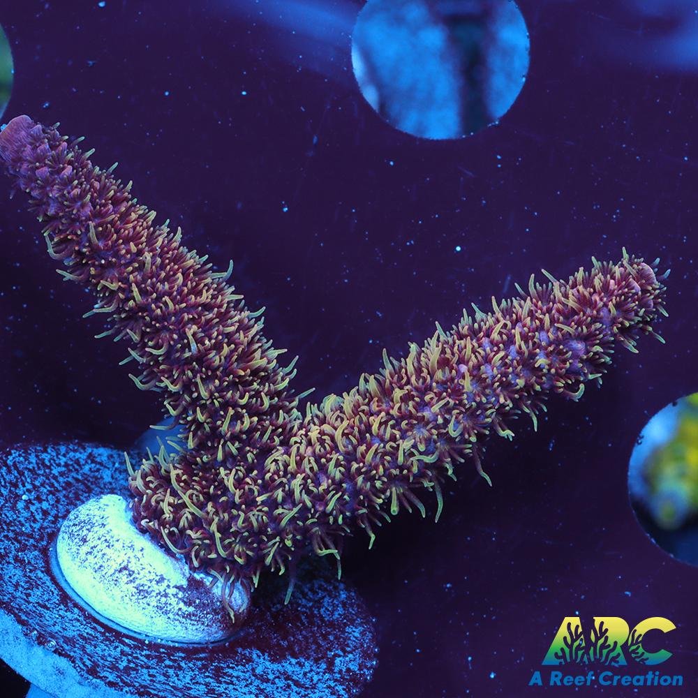 ARC Strawberry Spath