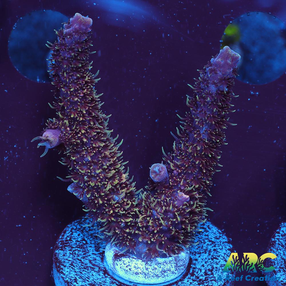 ARC Strawberry Spath