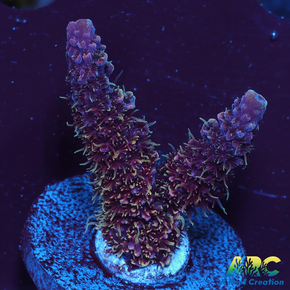 ARC Strawberry Spath