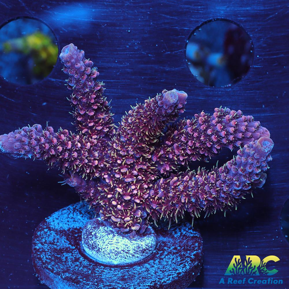 ARC Strawberry Spath