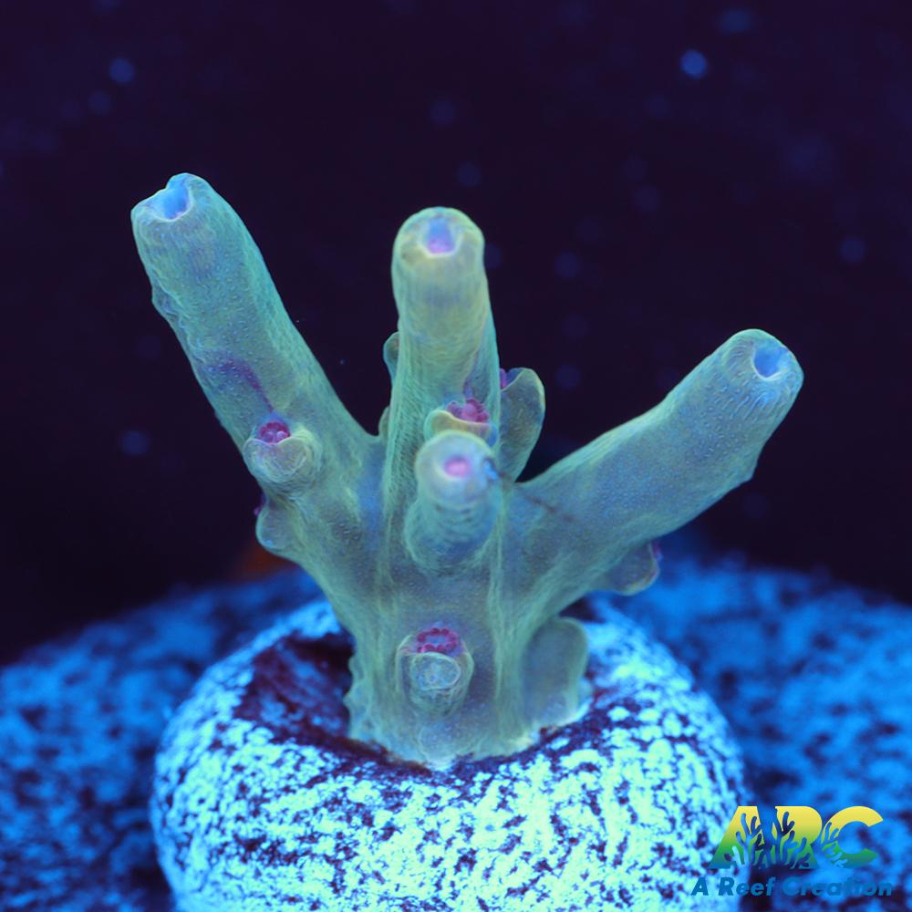 BK Chem Creme de la Creme