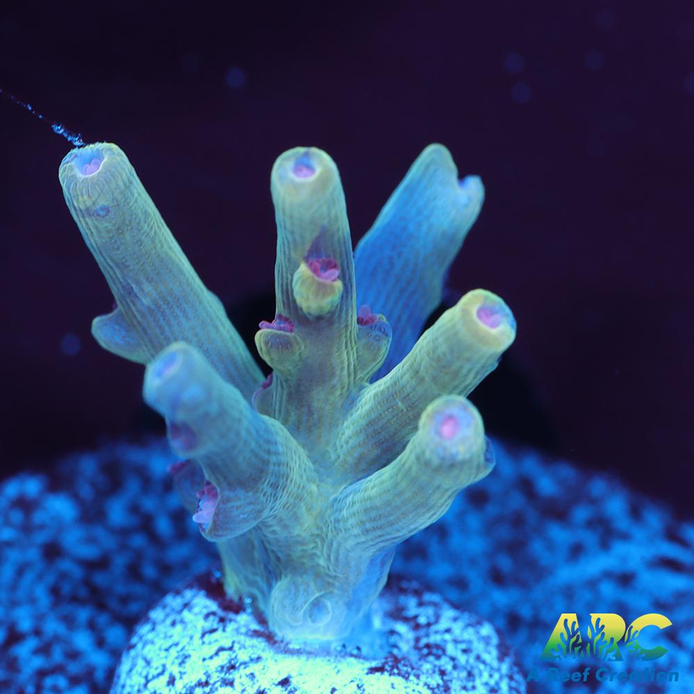 BK Chem Creme de la Creme