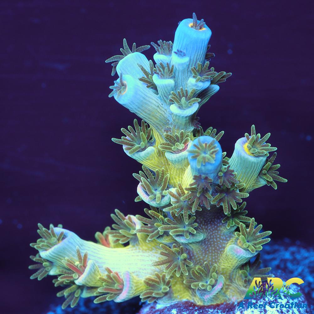 CC Pink Highlighter Tenuis