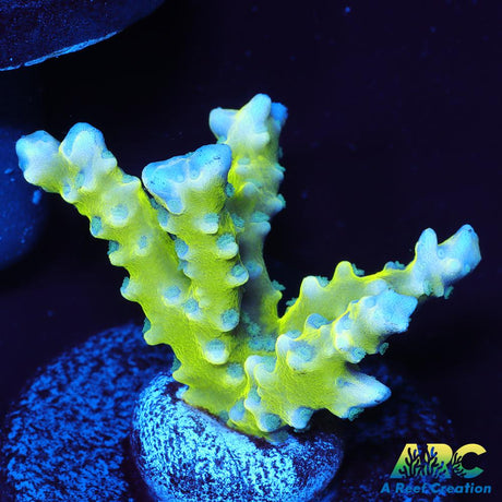 Green Goblin Anacropora