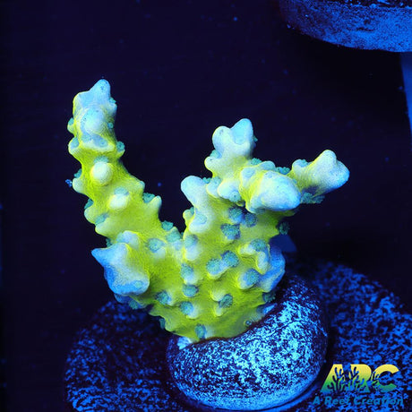 Green Goblin Anacropora