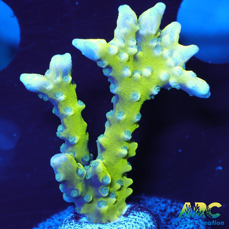 Green Goblin Anacropora
