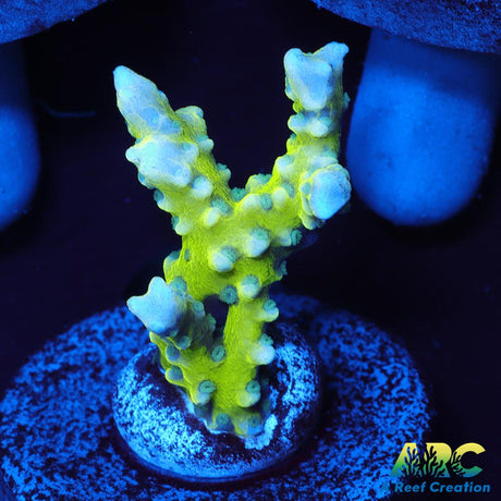 Green Goblin Anacropora