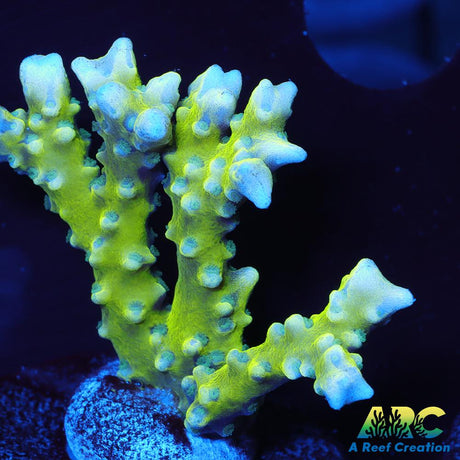 Green Goblin Anacropora