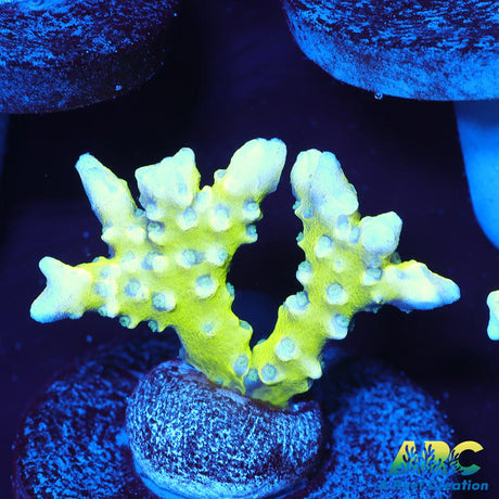 Green Goblin Anacropora