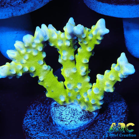 Green Goblin Anacropora