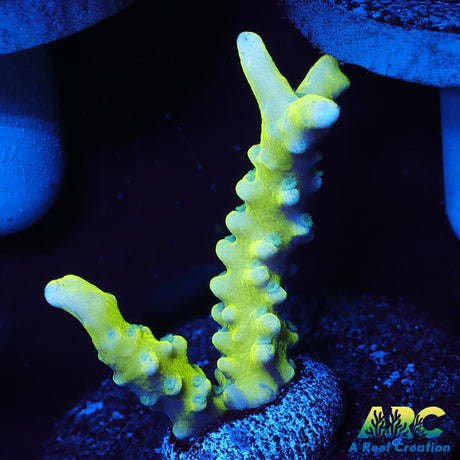 Green Goblin Anacropora