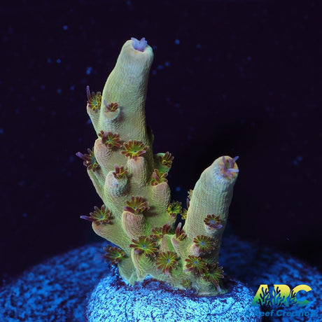 Greg's Unicorn Acro