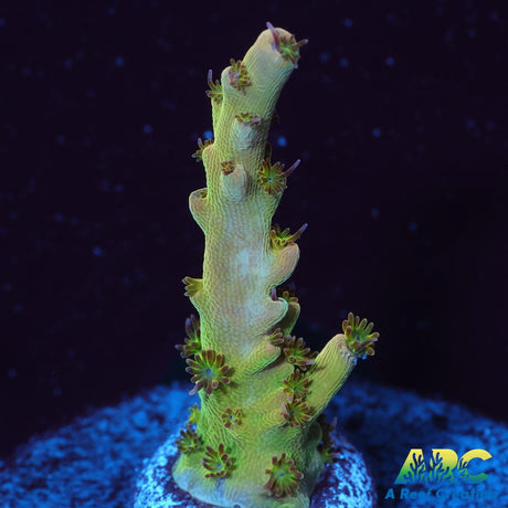 Greg's Unicorn Acro