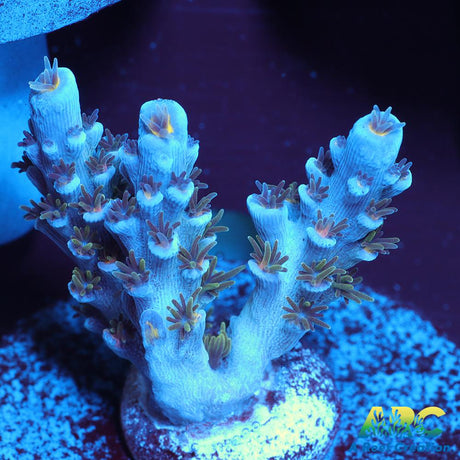 JF Blowtorch