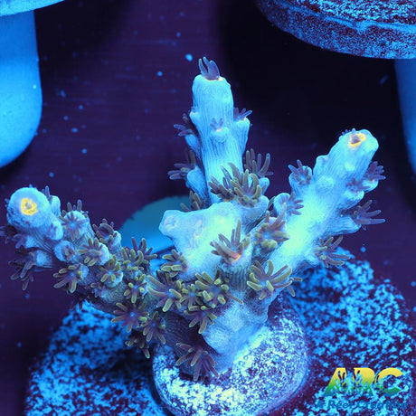 JF Blowtorch