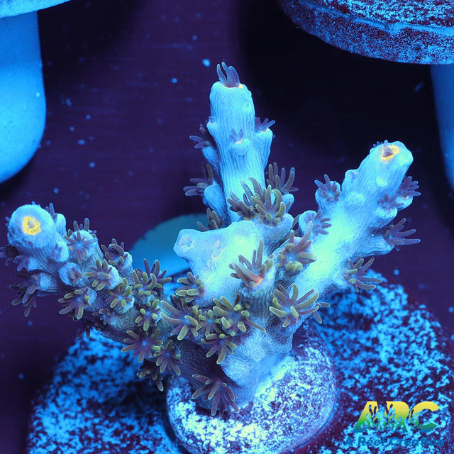 JF Blowtorch