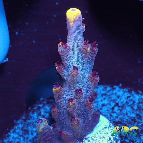 JF Fox Flame