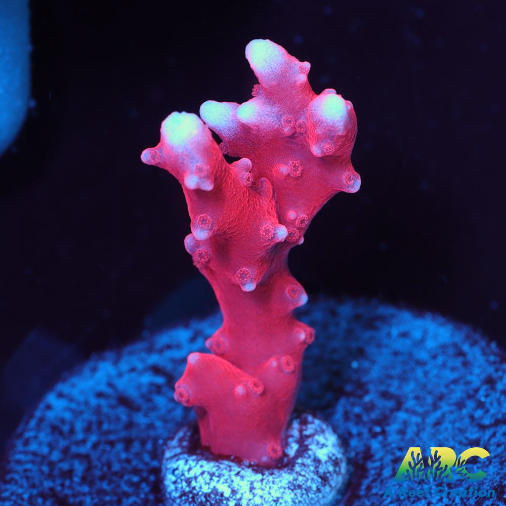 JF TNT Anacropora